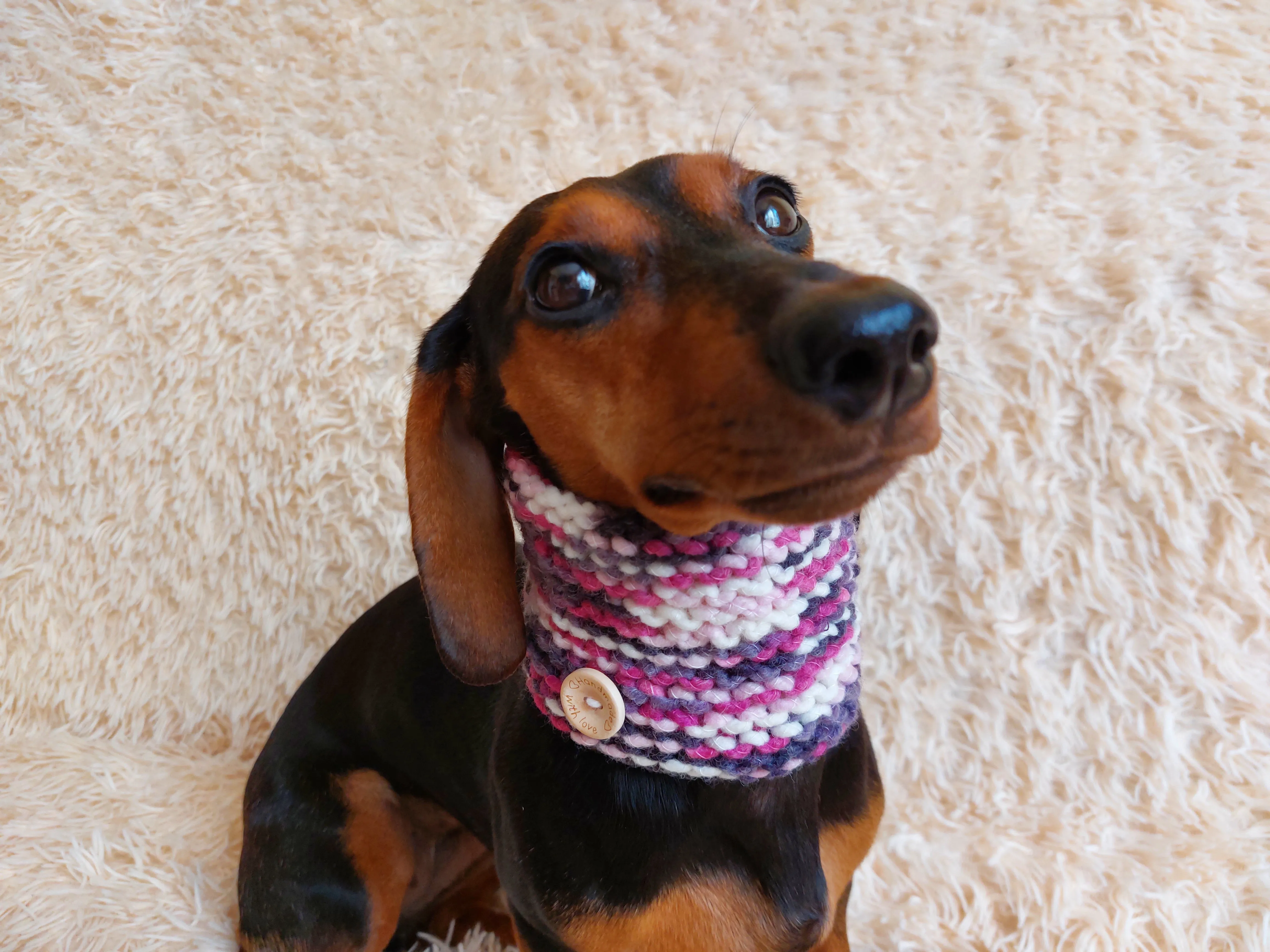 Scarf snood for dog, scarf snood for small dogs, snood for dachshund, scarf for dachshund