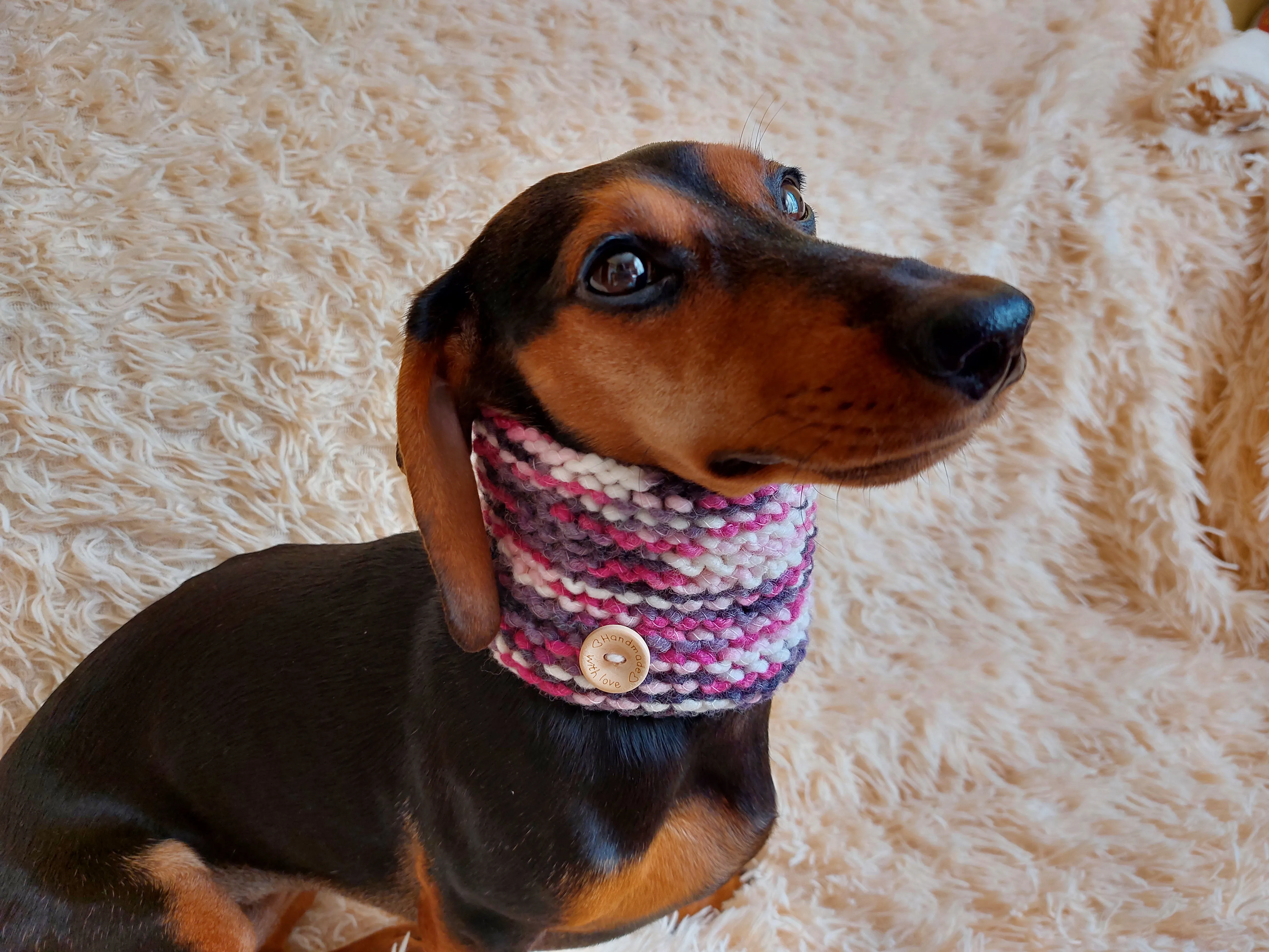 Scarf snood for dog, scarf snood for small dogs, snood for dachshund, scarf for dachshund