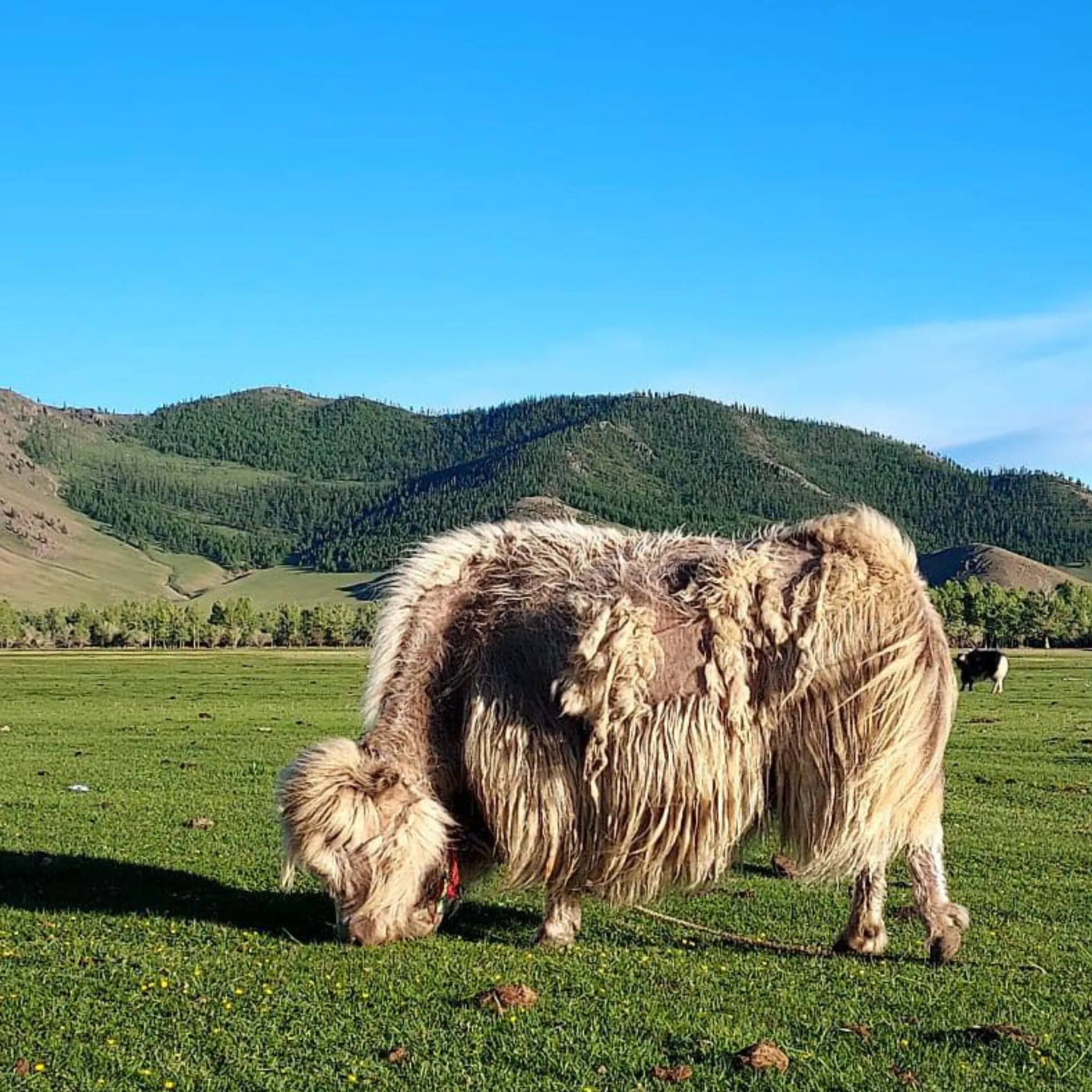 SCARF  - YAK CASHMERE - Warm Taupe