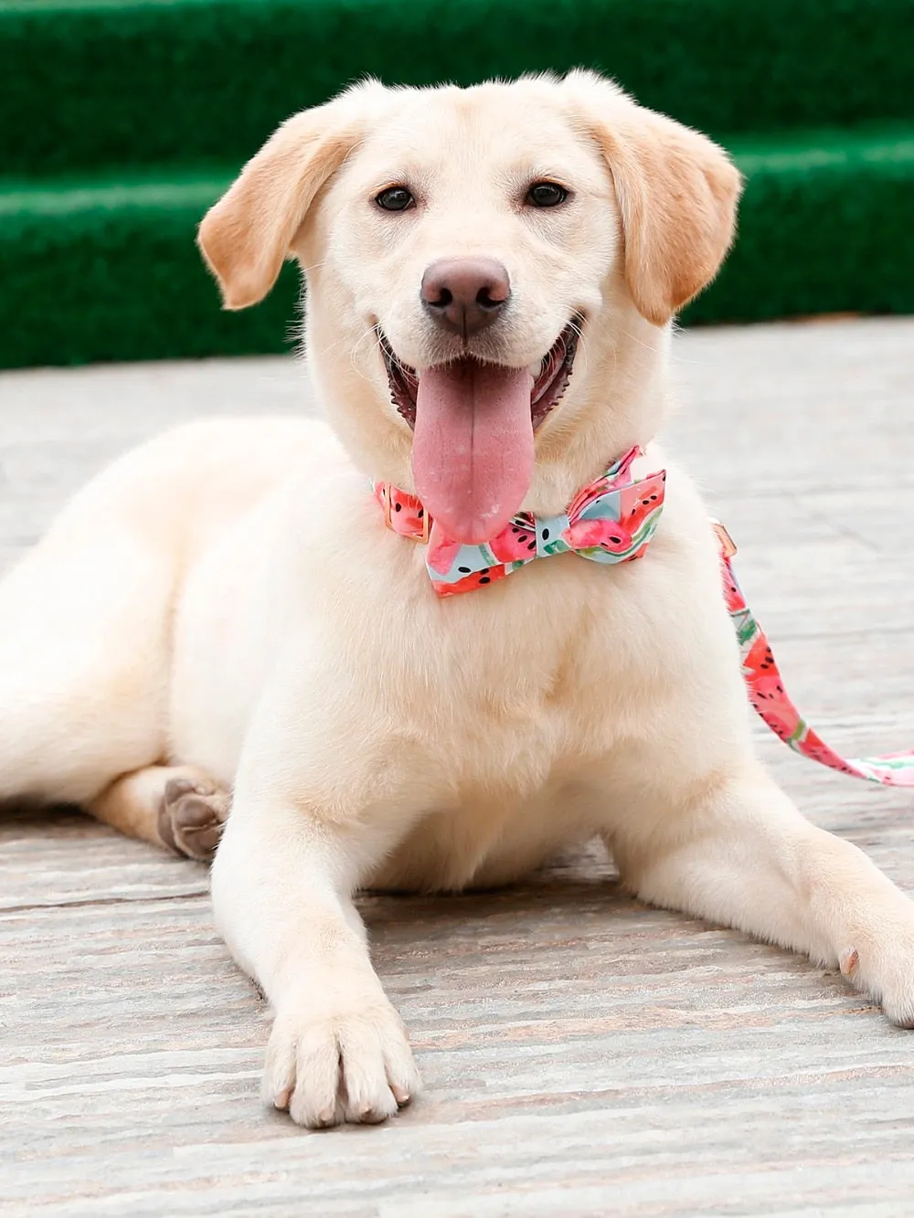 Watermelon Bow, Collar, Leash